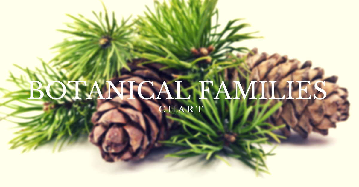 BotanicalFamiliesChartAromaHutInstitute Master Aromatherapy