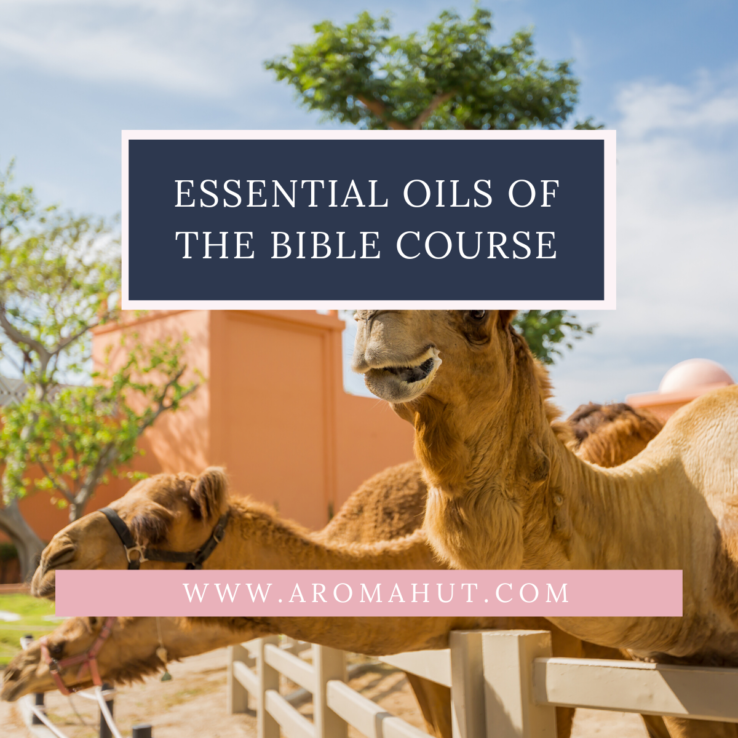 Essential Oils of the Bible Class Master Aromatherapy